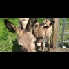 Grisou et Vanille nos ânes du cotentin