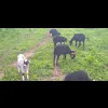 les moutons d'ouessant du SYMEVAD